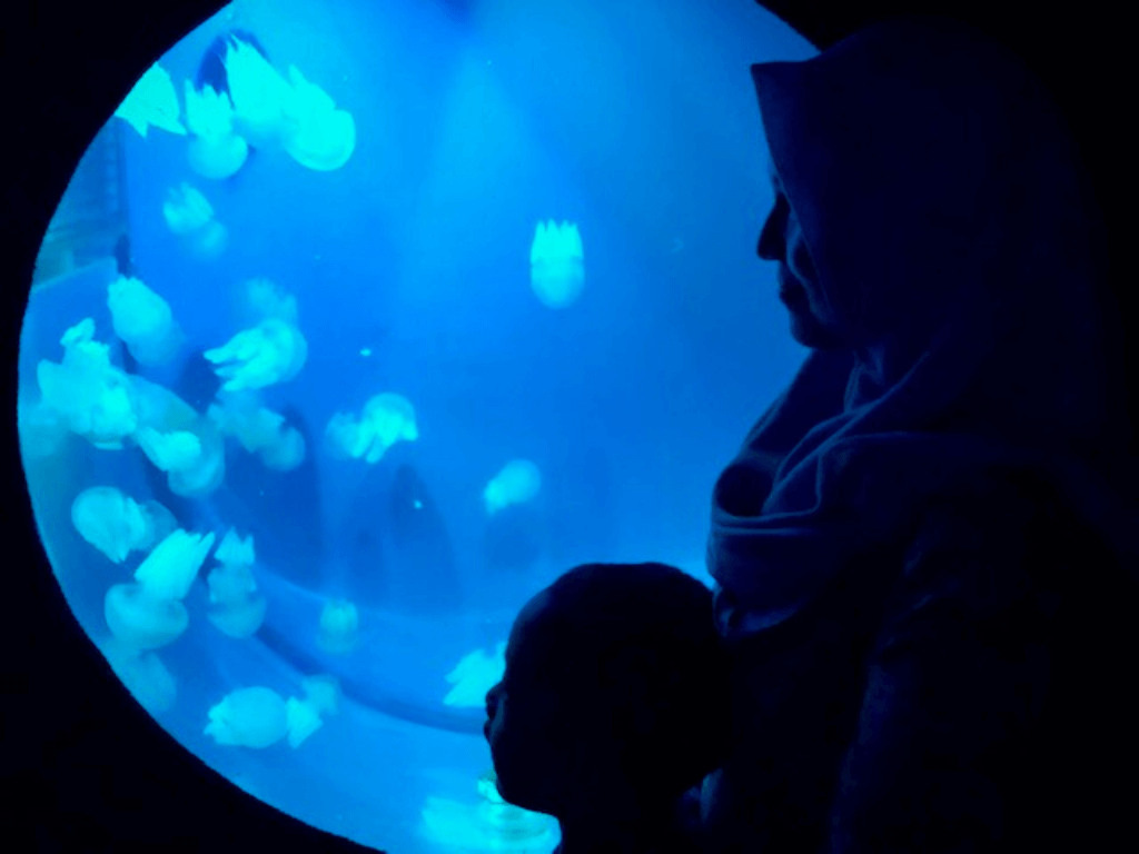 Jellyfish Exhibit Seaworld Ancol